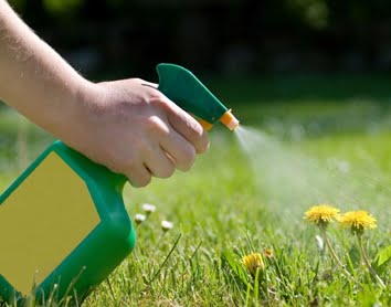How To Get Rid Of Weeds Without Ruining Your Lawn