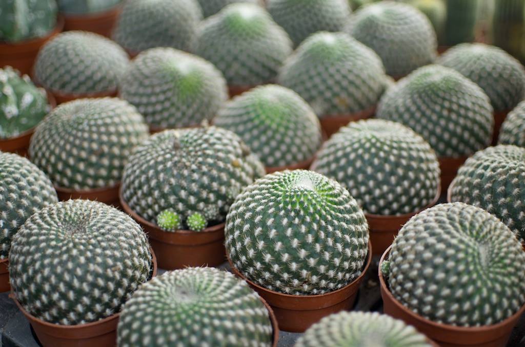 Great Tips For Growing Succulents