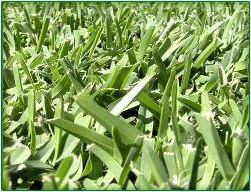 Is Your Lawn Being Invaded By Another Species Of Turf?