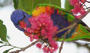 Beginners Guide To Bird Friendly Gardens