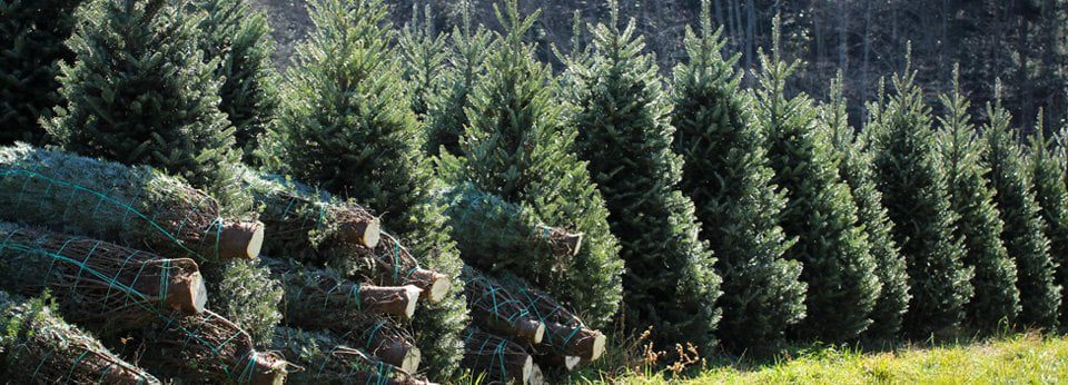 Caring for a Real Christmas Tree