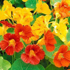 How Do I… Grow and Garnish with Edible Flowers?