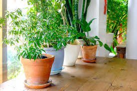 How Do I… Display Indoor Plants?