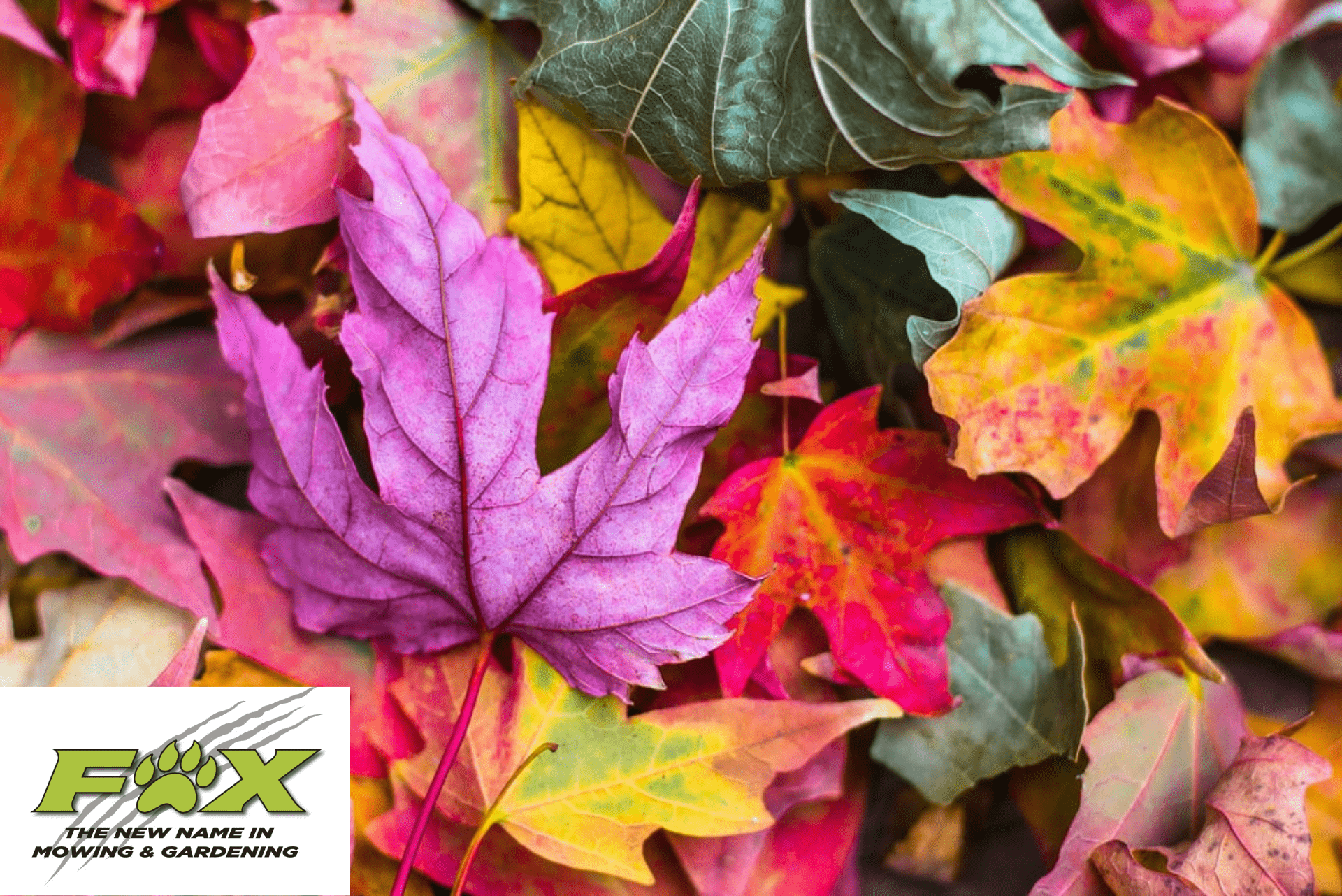 The Top 5 Things To Do In Your Garden In May