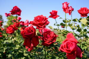 Four Simple Tips For Great Roses!